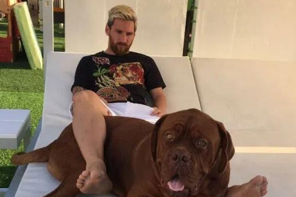 梅西家的第二条宠物狗 小狗的名字叫阿布